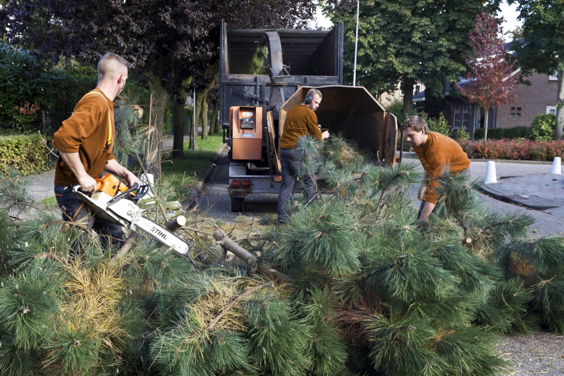 Reasons to Consider a Tree Removal Company