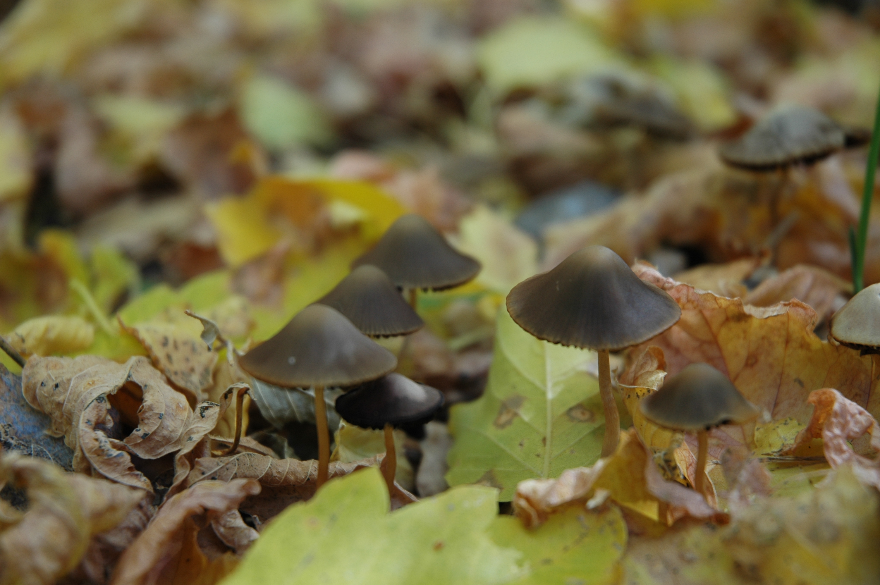 Composting Worms: Nature’s Recyclers