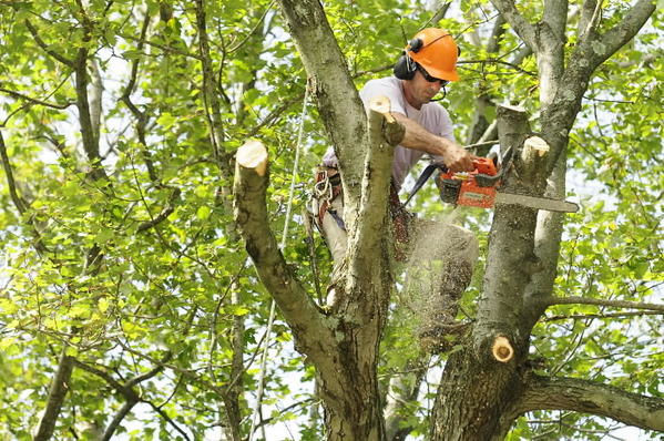 Tree Pruning – The Right and Wrong Ways to Prune and Trim a Tree