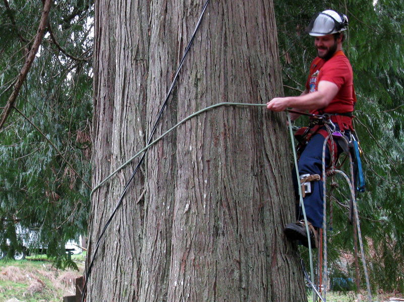 Tree Care Can Involve Protection from Risks