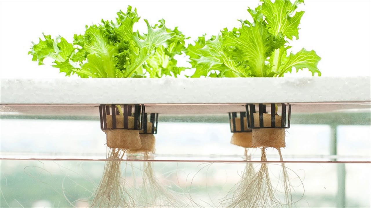 Hydroponic Plants Triumph in Unlikely Places