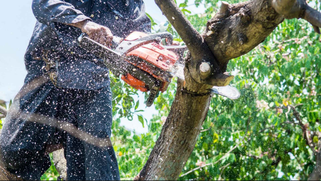 Tree trimming Auckland