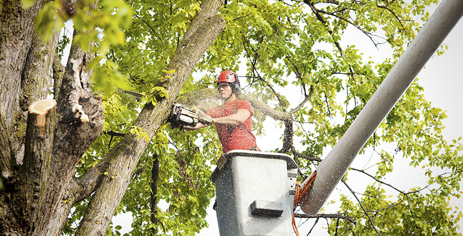 What Are The Reasons To Hire Expert Tree Removal Services?