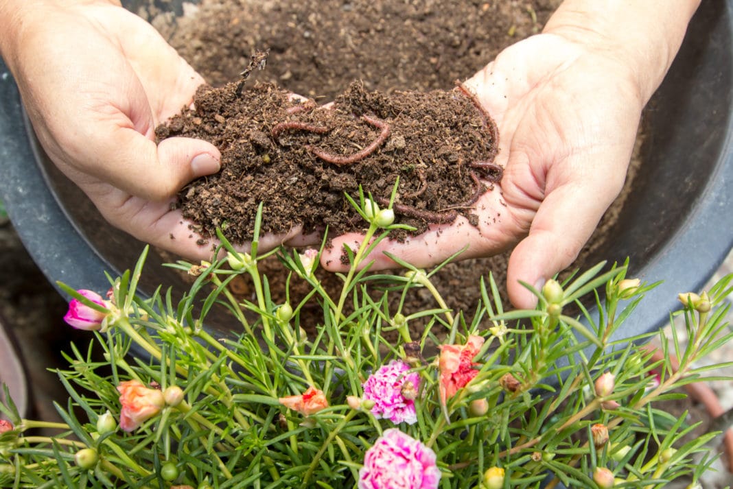 Learn How to Make Your Worm Compost