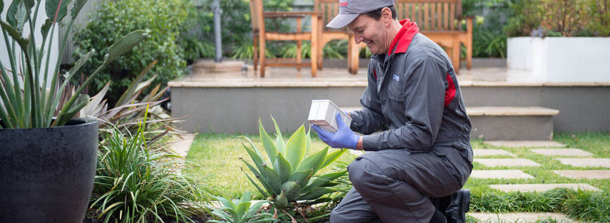 Various Termite Control Measures