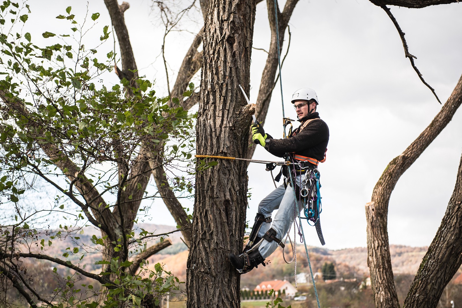 How do tree lopping services help trees grow better?