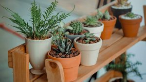 indoor plants online