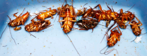  pest control gold coast cockroaches