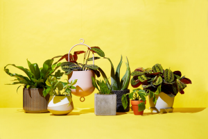 indoor plants online