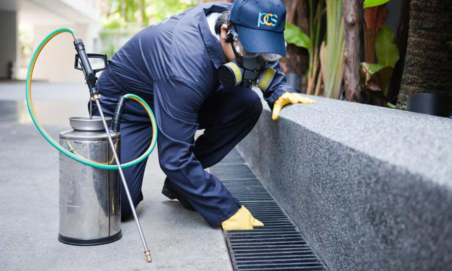 Picking Expert Pest Control Services Gold Coast