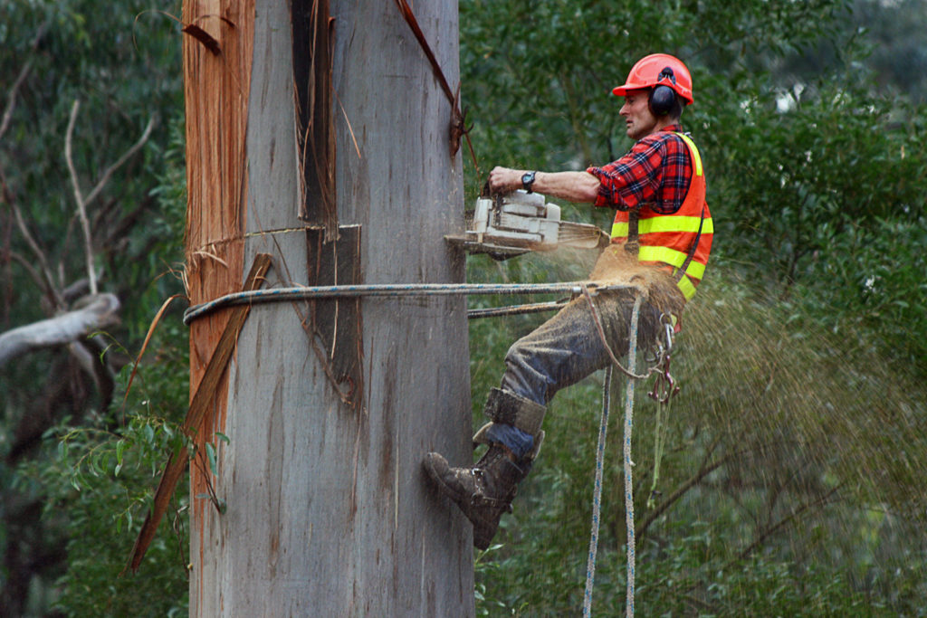 Tree Loppers Near Me