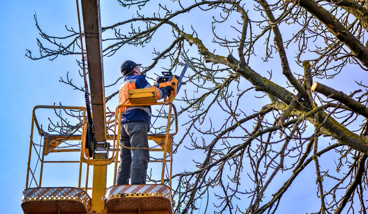 How Can I Seek Services From The Tree Loppers Near Me