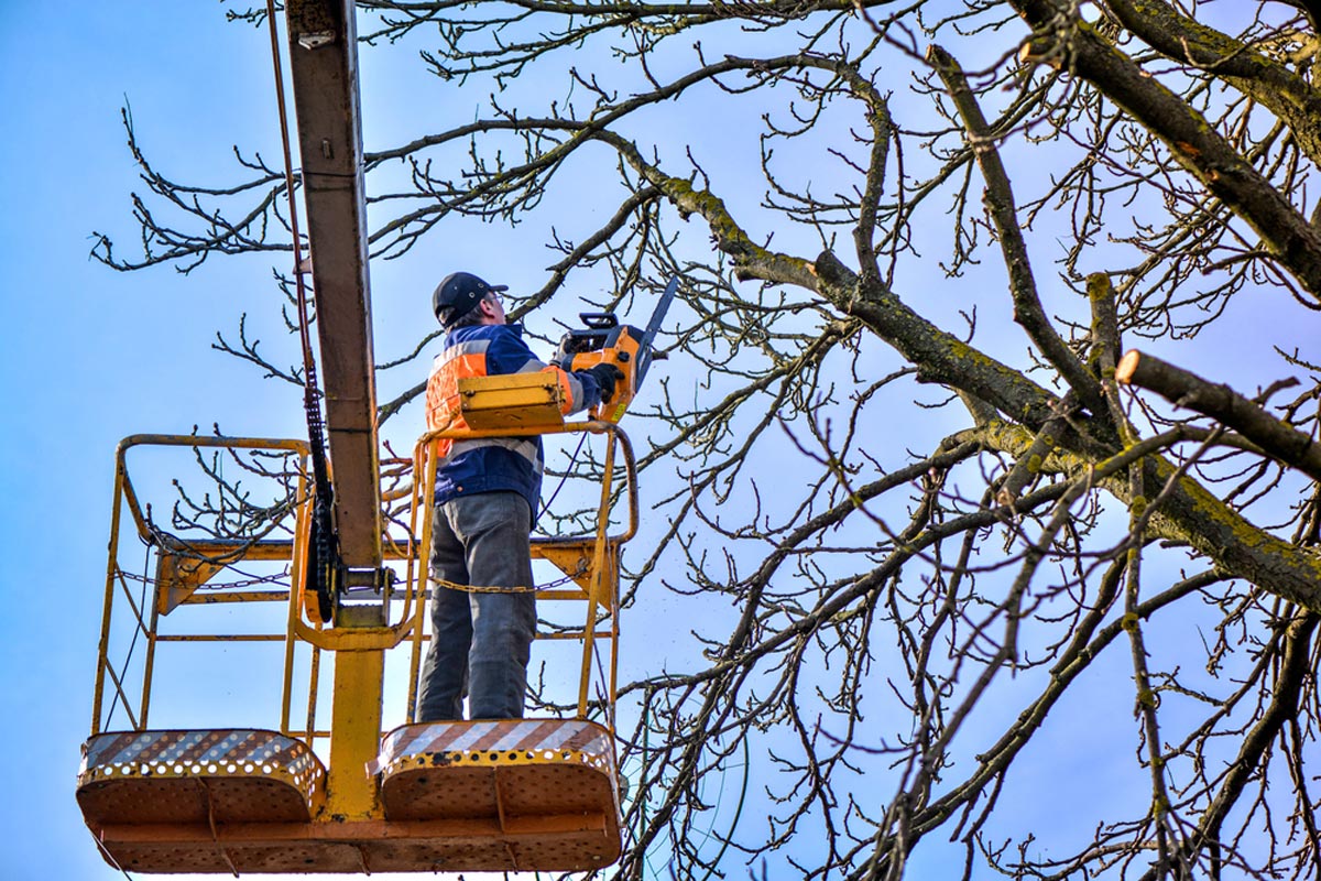 Tree Loppers Near Me