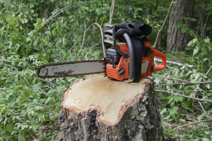 Two Crucial Factors To Keep In Mind For Tree Removal