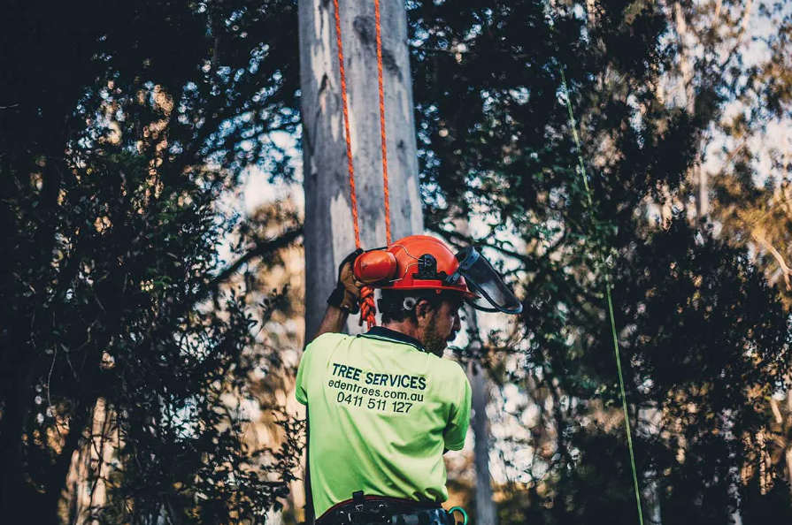 Hire Expert Arborists In Brisbane