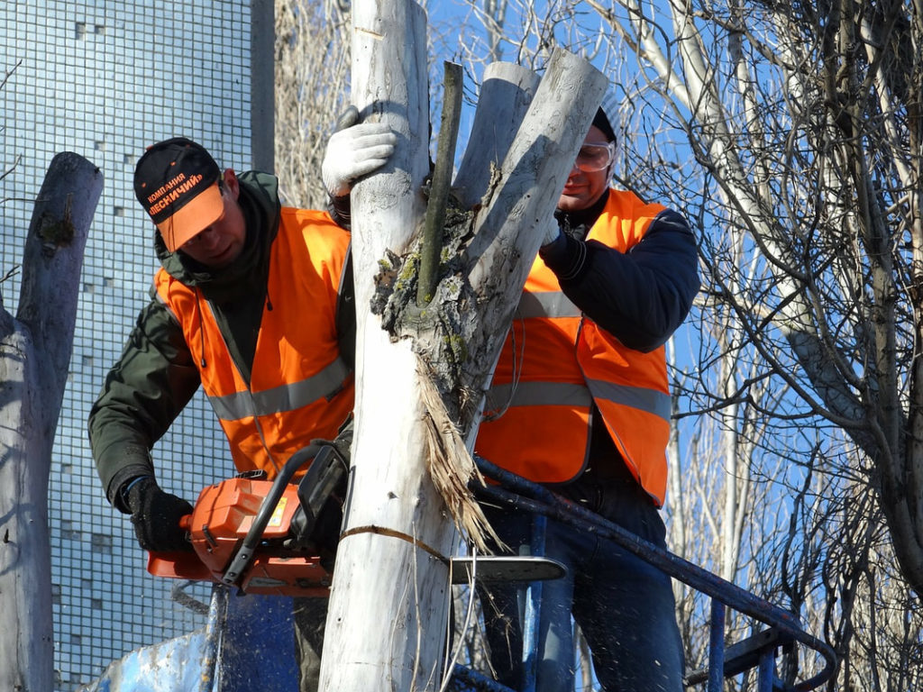 Gold Coast Council Tree Removal