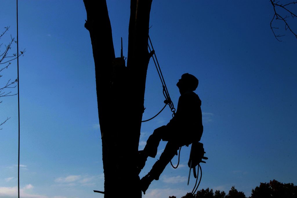 Arborist Brisbane