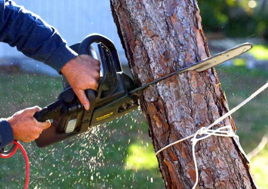 Tree Loppers Near Me