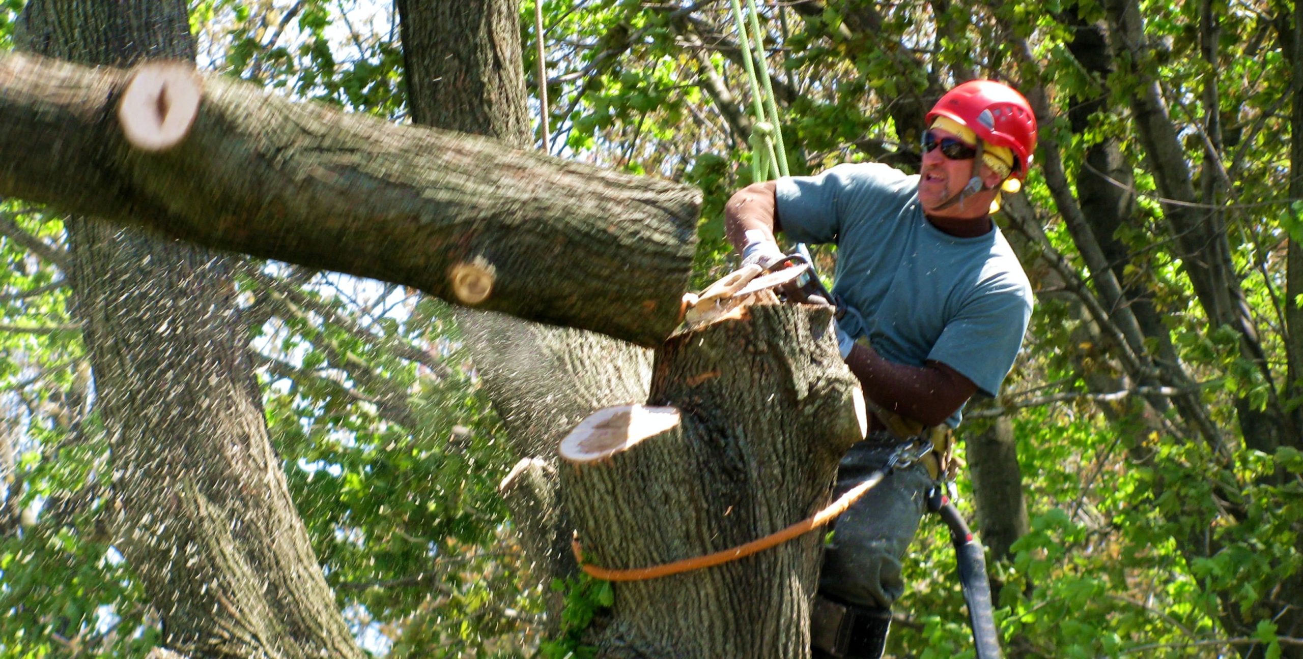 When to Call the Tree Loppers Near Me?