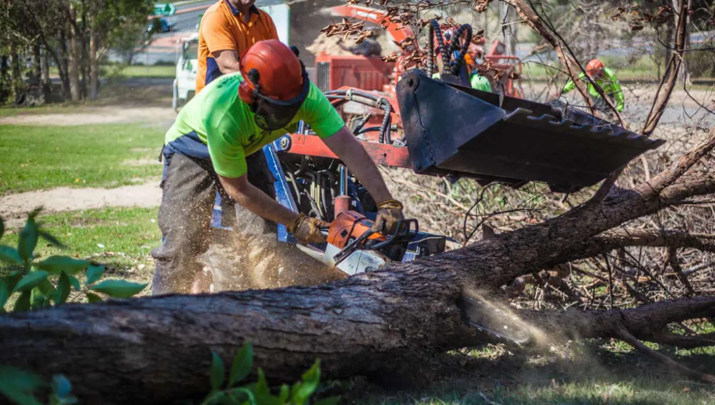 tree removal Brisbane