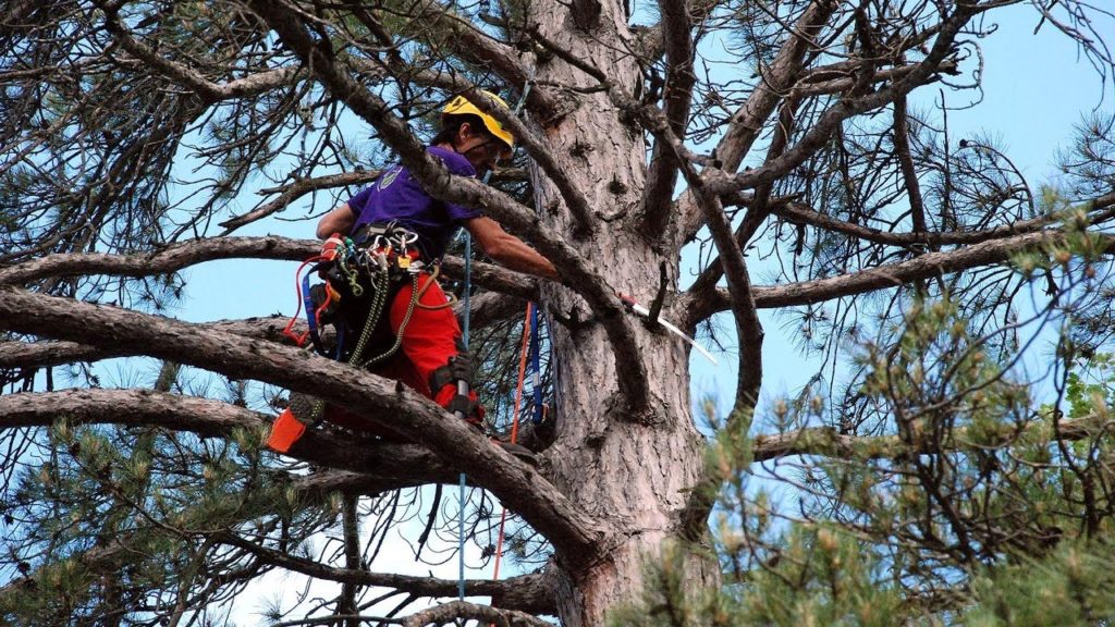  Arborist Sutherland Shire