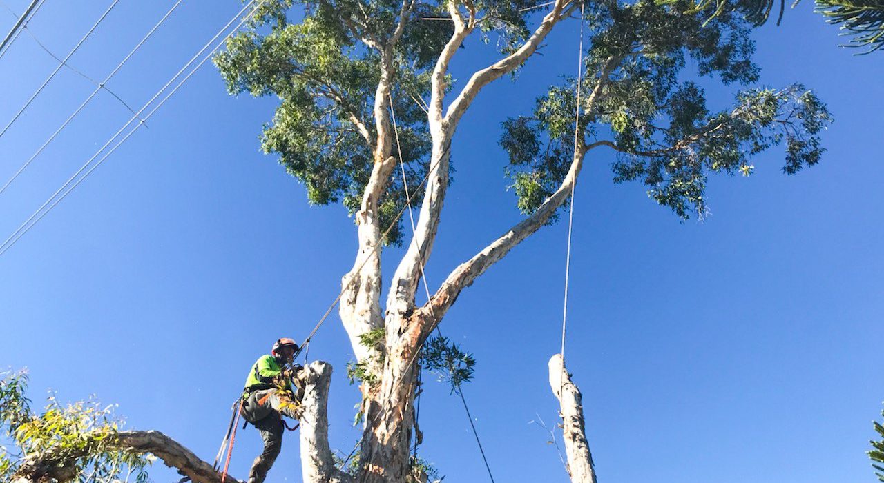 How Much Does It Cost To Remove A Tree?