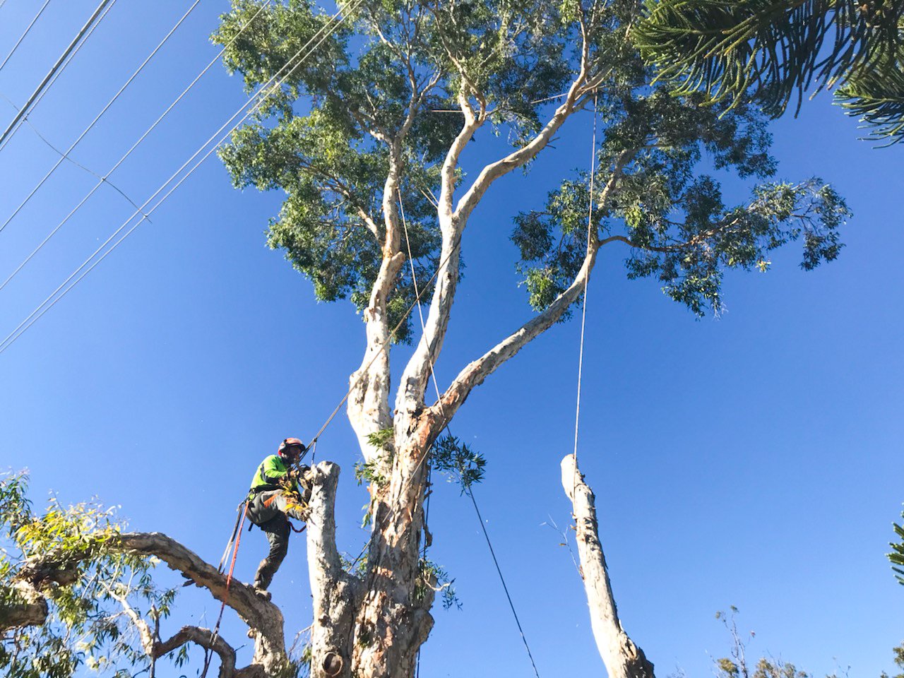 tree removal gold coast city council