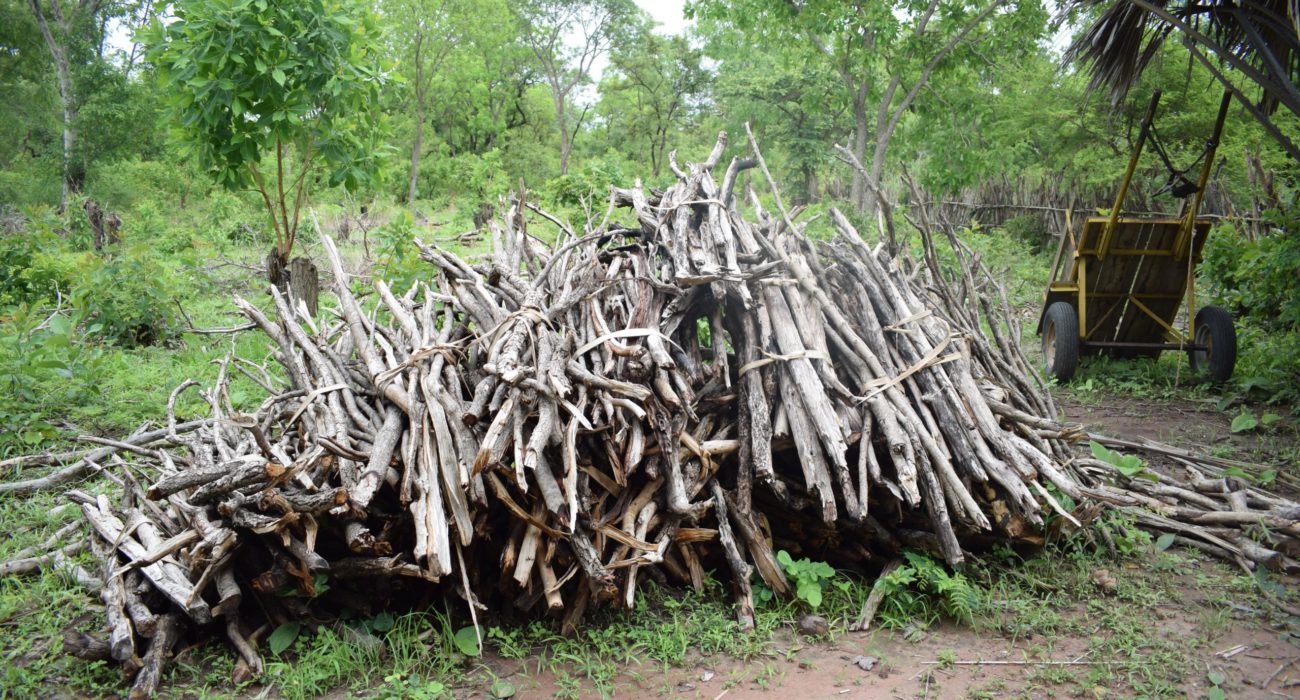 Benefits of Tree Lopping Gold Coast