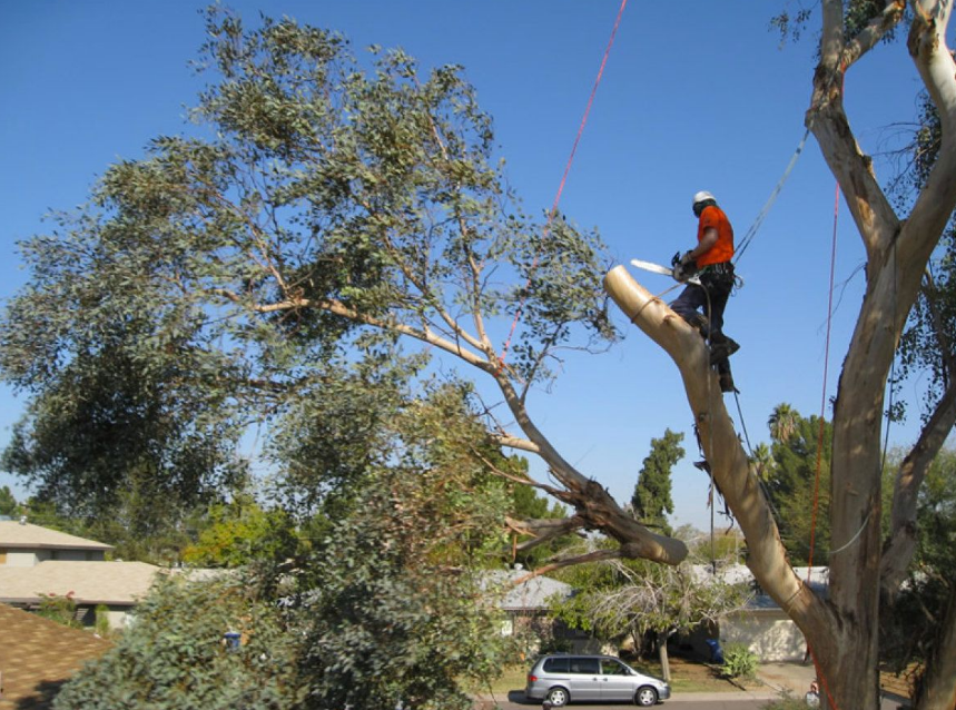 Get Your Trees Trimmed With Gold Coast Tree Lopper