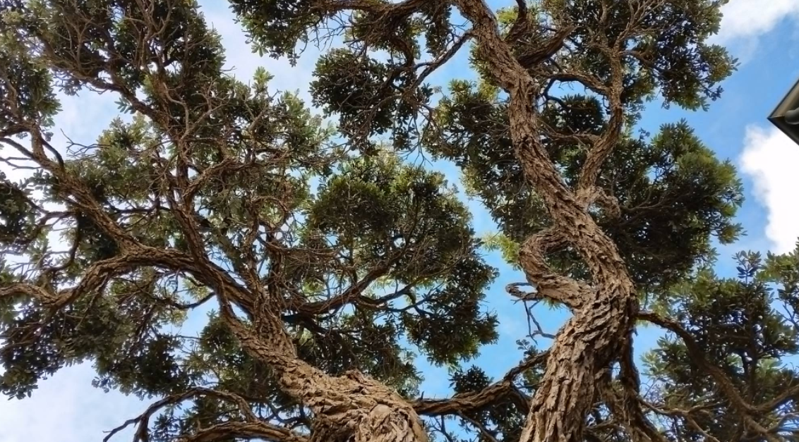 In What Five Ways Professional Arborists Wellington Help you with?