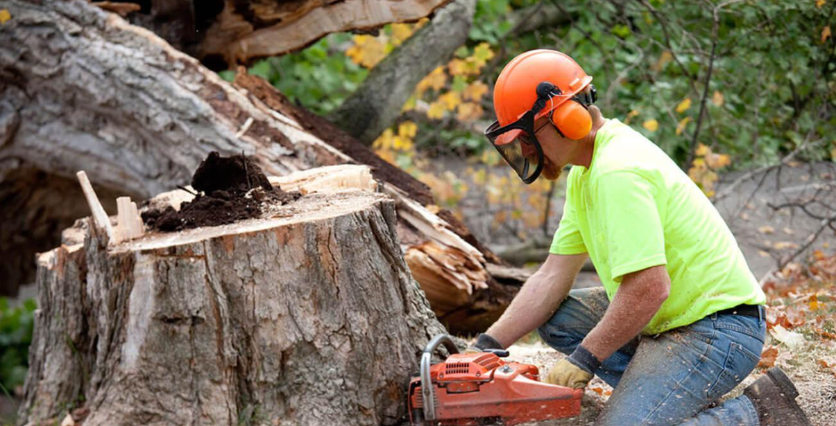 Hiring Local Tree Felling Services: Considerations to Follow During Hiring Process