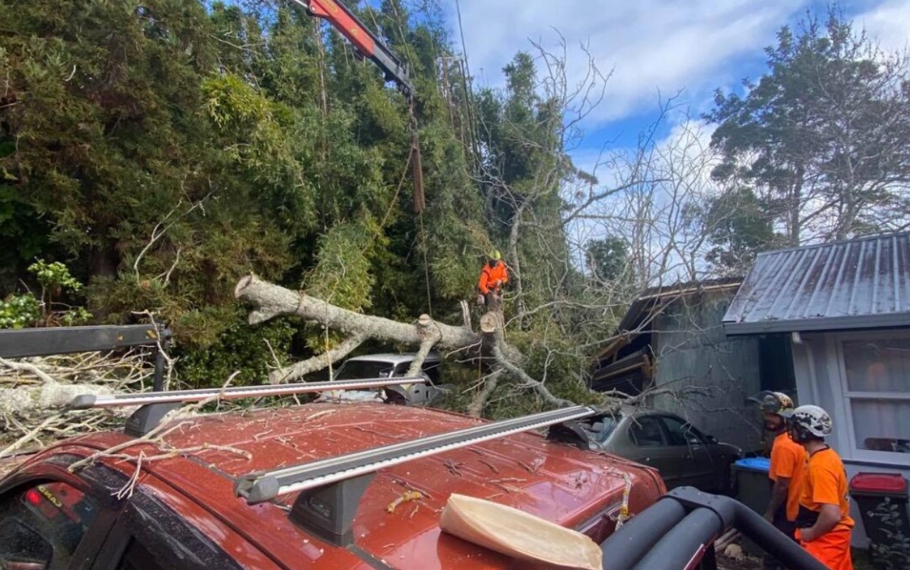 tree removal in Auckland