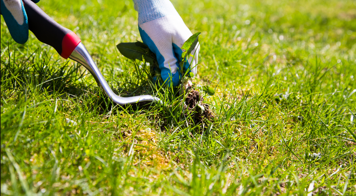 What Are The Basic Professional Services To Find For The Lawn Preparation?