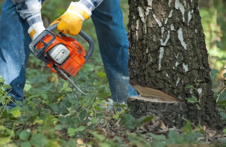 Top Solutions To Find Expert Tree Services