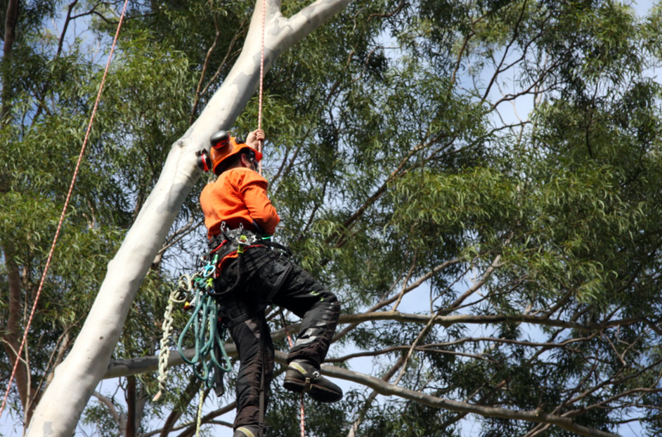 What You Need To Know About Tree Lopping In Sydney