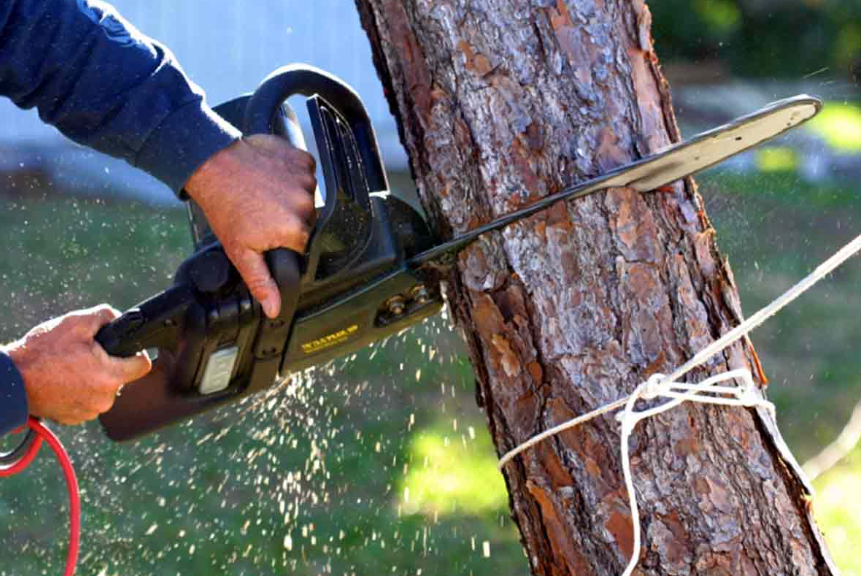 tree removal Tauranga