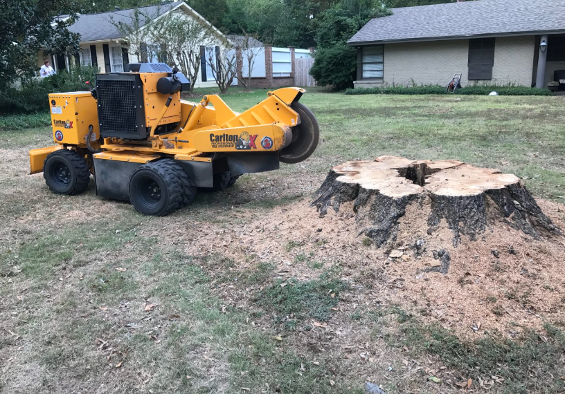 stump grinding in the Gold Coast