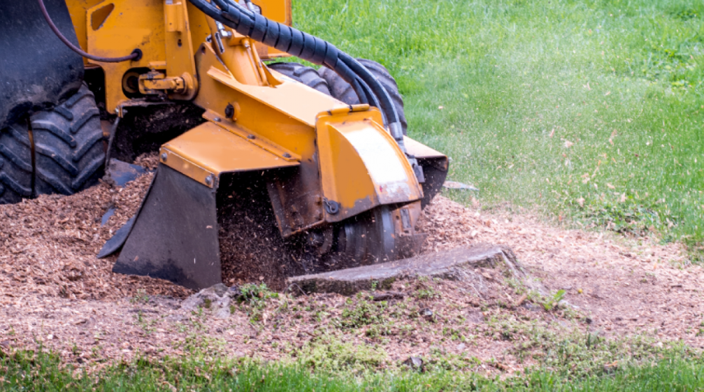 How Stump Grinding in the Gold Coast Can Improve the Health of Your Trees