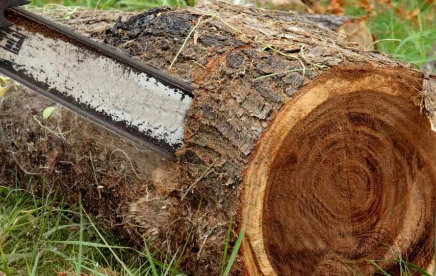 tree-felling services