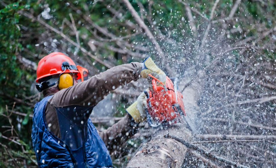 Winter Care Solutions From Tree Loppers In Gold Coast