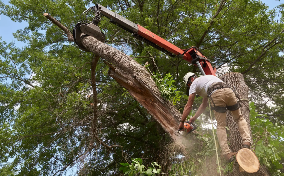 The Role of Expert Tree Removal in Property Maintenance