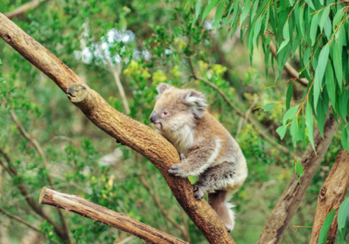 Balancing Koala Habitat Conservation With Agricultural Needs