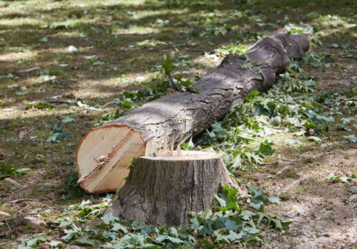 Recognizing the Right Time for Tree Cutting in Auckland