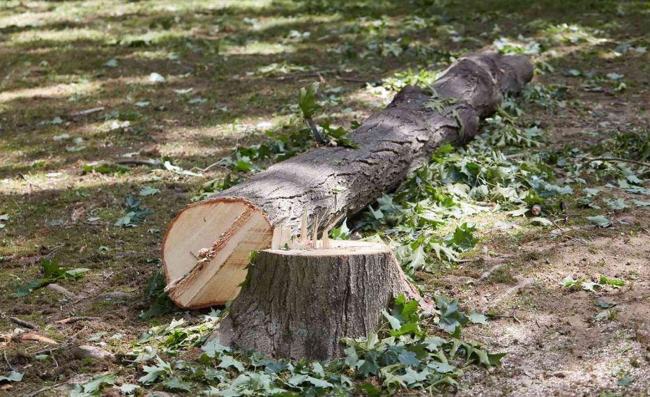 Recognizing the Right Time for Tree Cutting in Auckland
