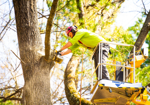 Qualities to Look for When Hiring Tree Services in Auckland