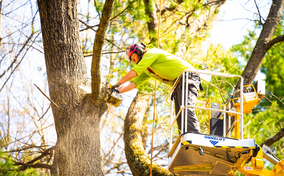 tree services in Auckland