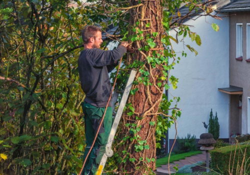 The Benefits of Hiring Tree Removal Services in Auckland