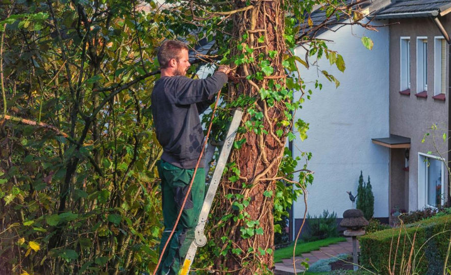 tree removal services in Auckland