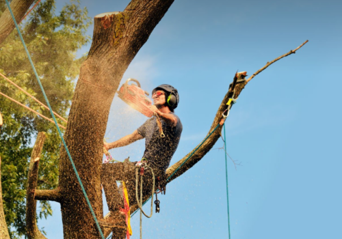 Why Do You Need Tree Services In Palmerston North?