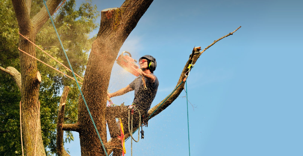 tree services Palmerston North